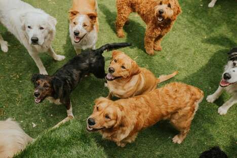 On-Demand Dog Daycare